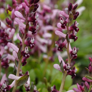 Corydalis ledebouriana